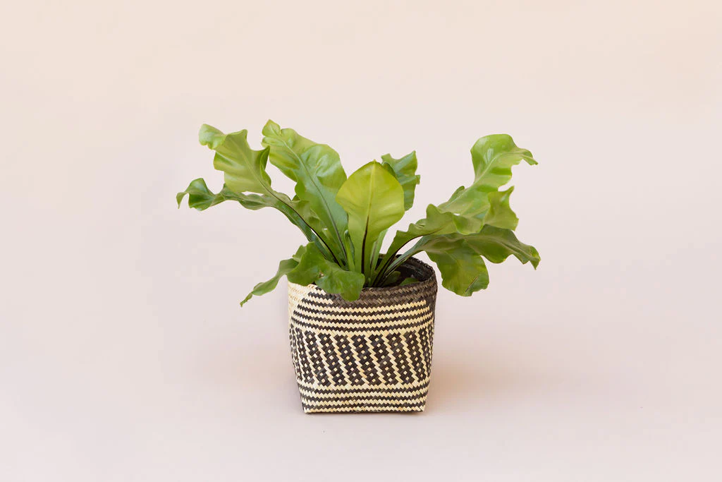 6 Bird's Nest Fern + Basket