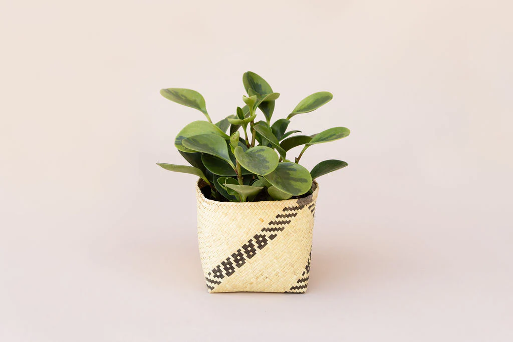 6 Marble Peperomia + Basket