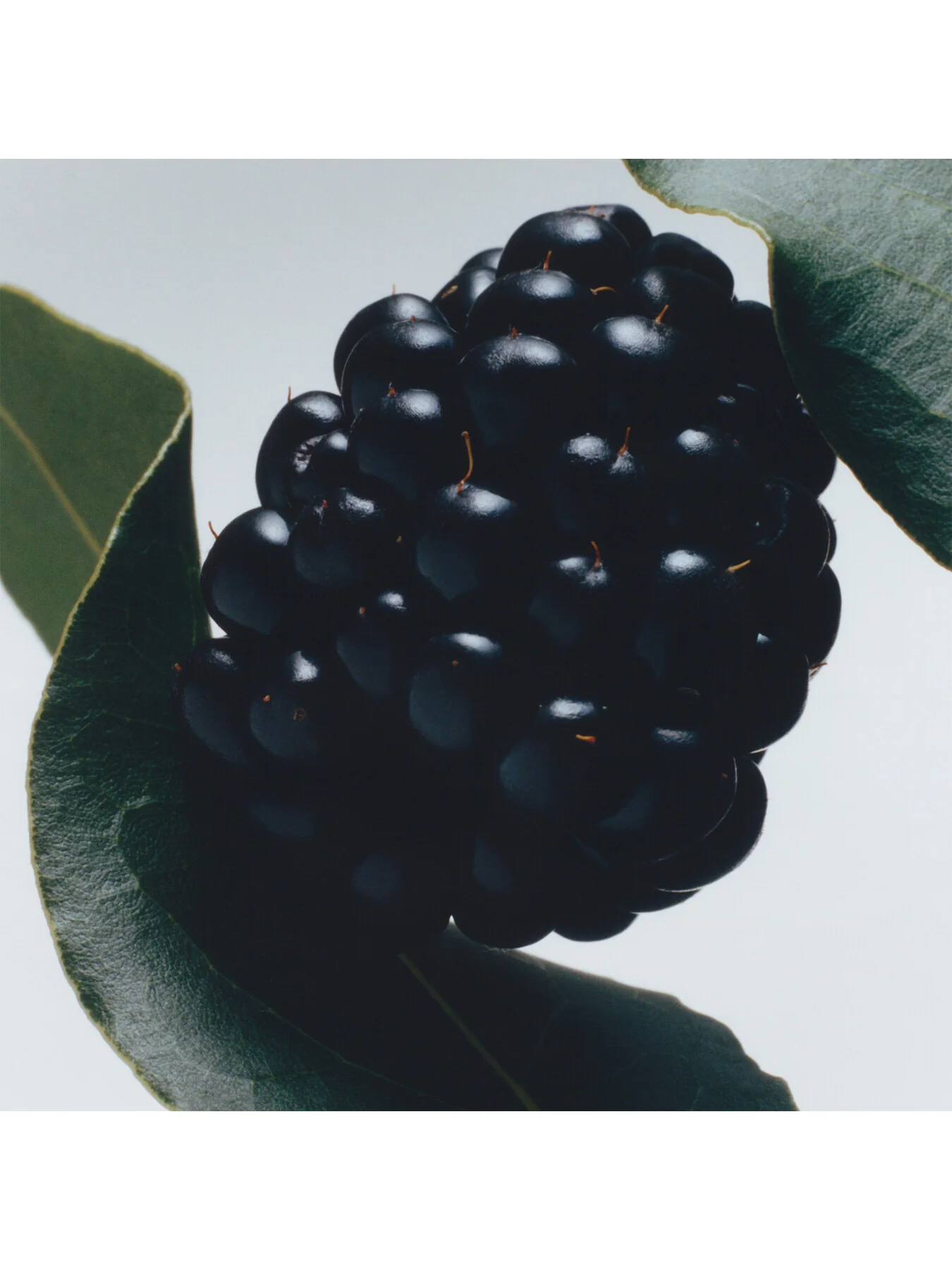 Blackberry and Bay Cologne 30ml