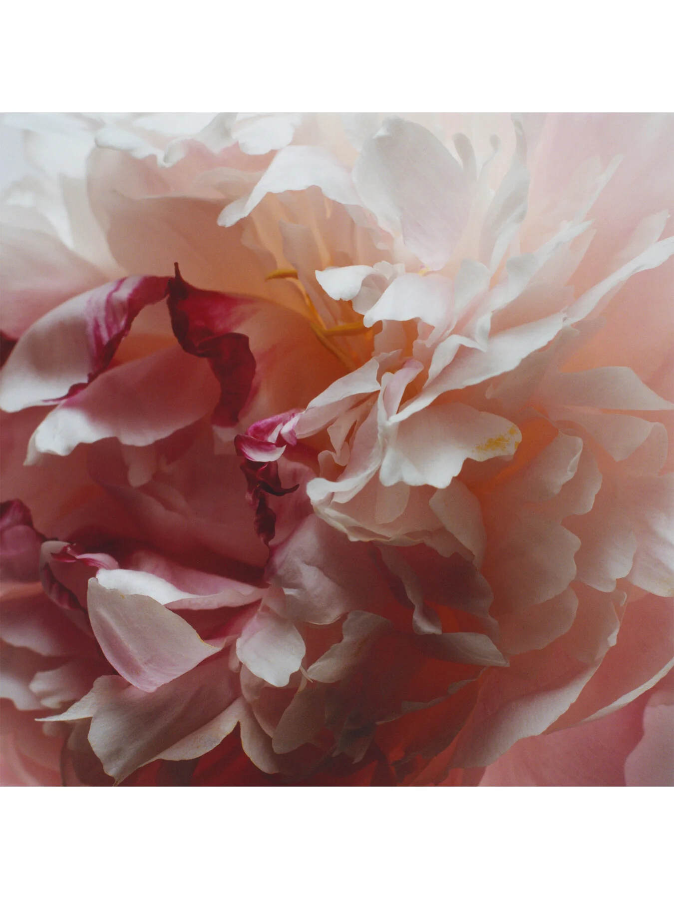 Peony and Blush Suede Cologne 30ml