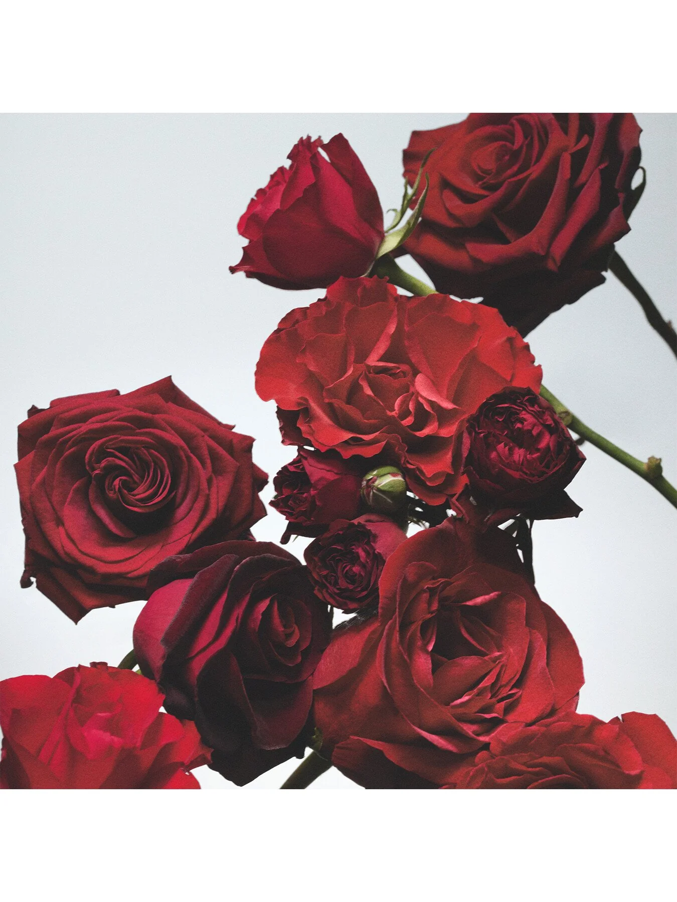 Red Roses Cologne 30ml