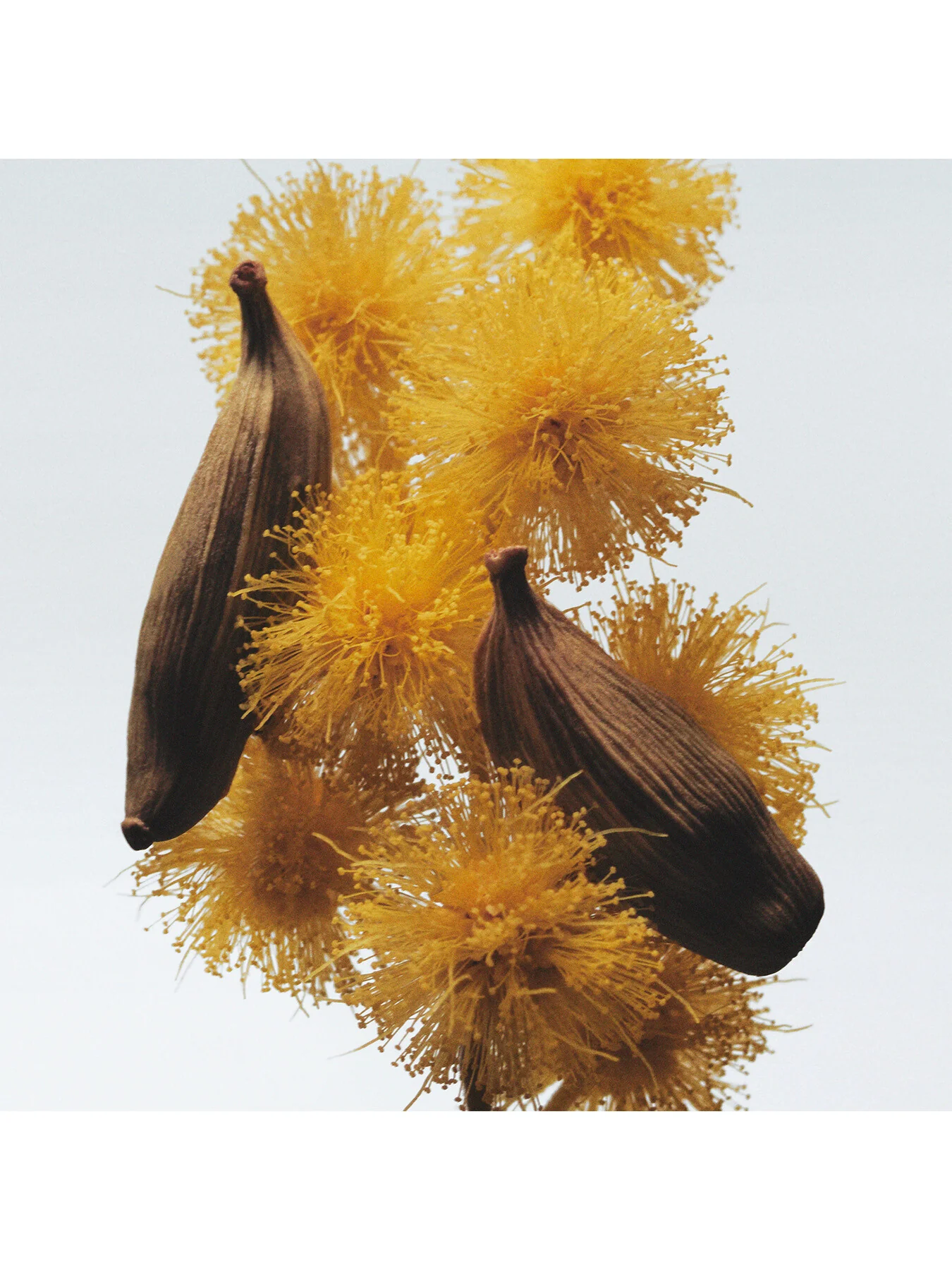 Mimosa and Cardamom Cologne 30ml