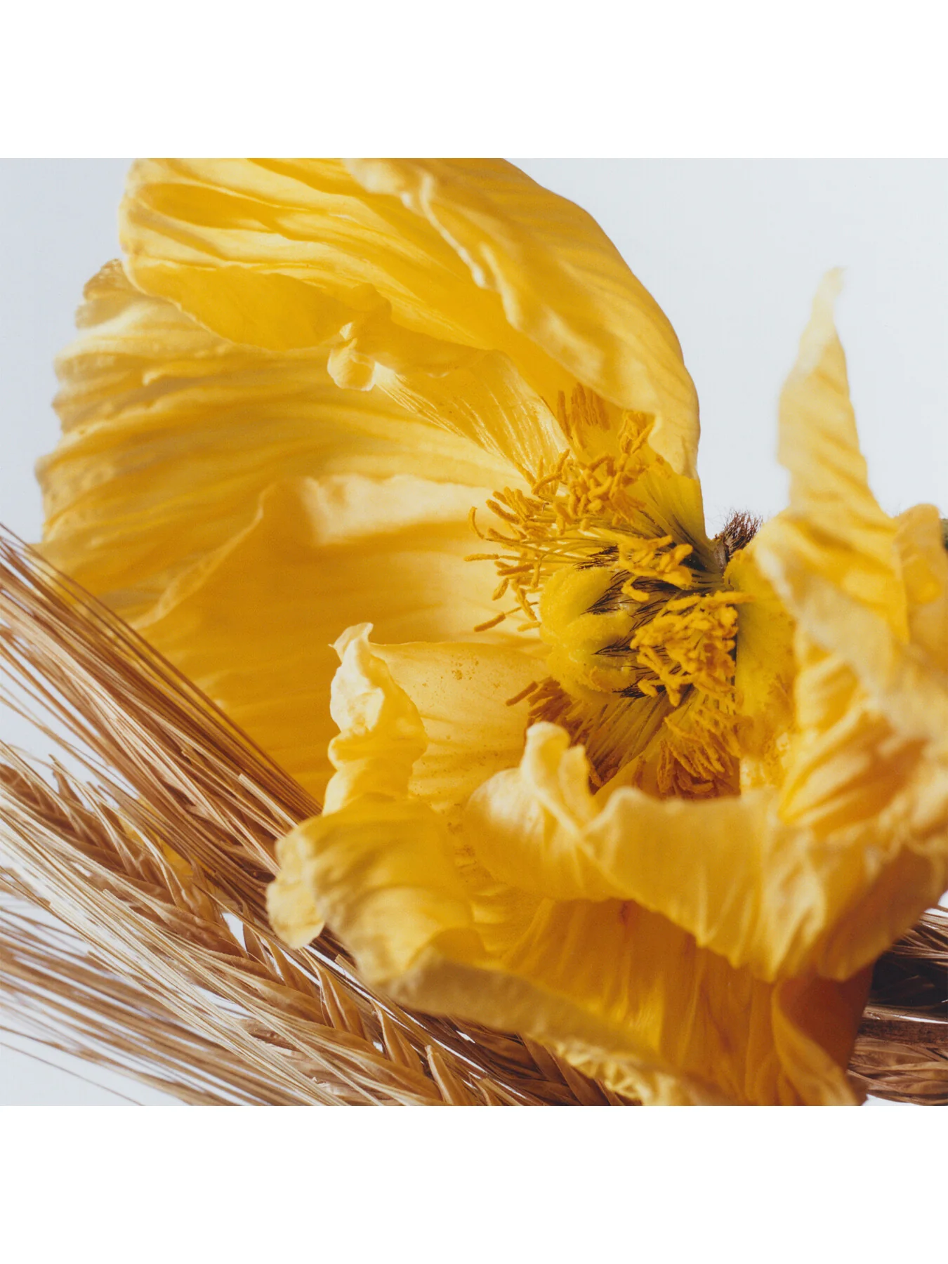 Poppy & Barley Cologne 30ml