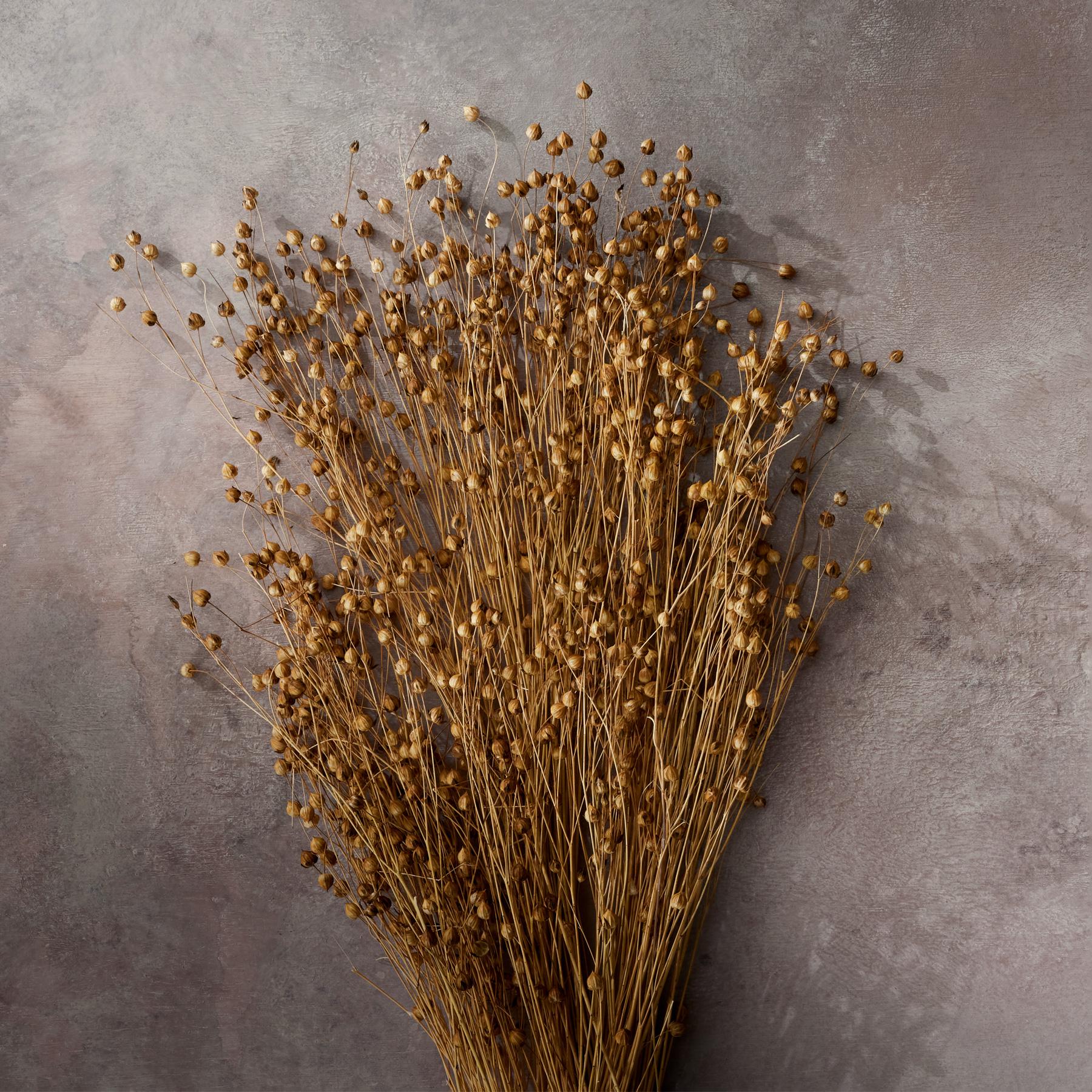 Countryside Dried Botanics