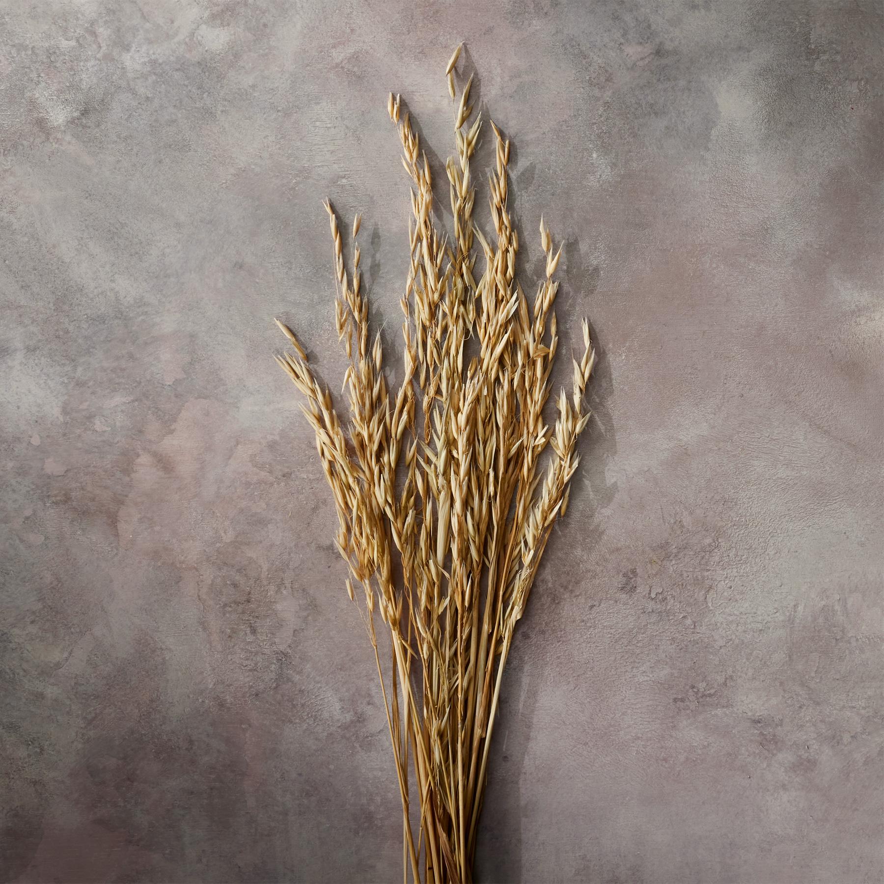 Countryside Dried Botanics