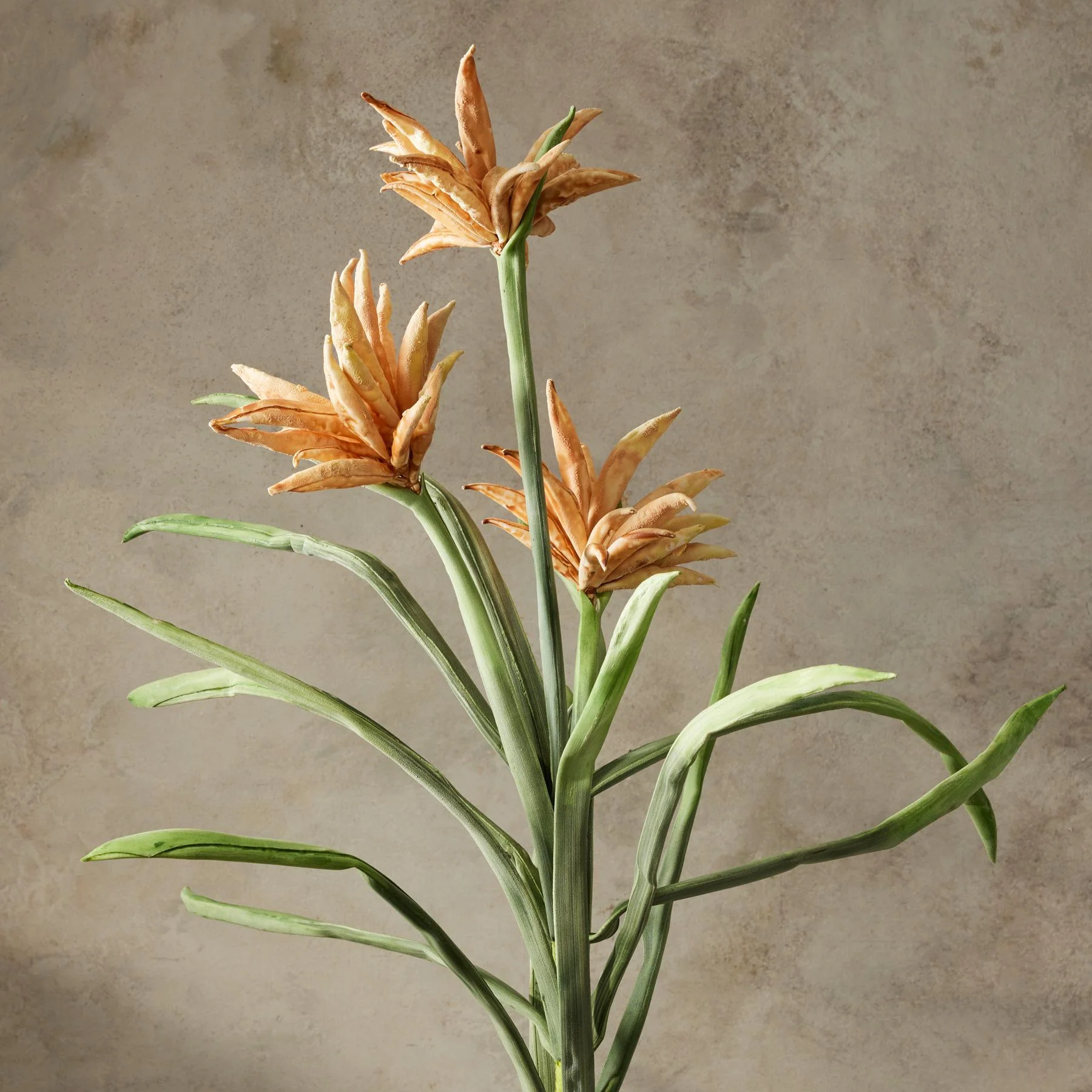 Bountiful Botanicals