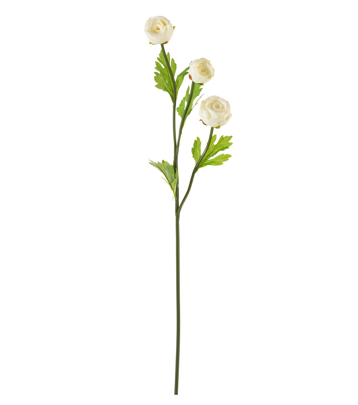 23 White Ranunculus Stem by Bloom Room