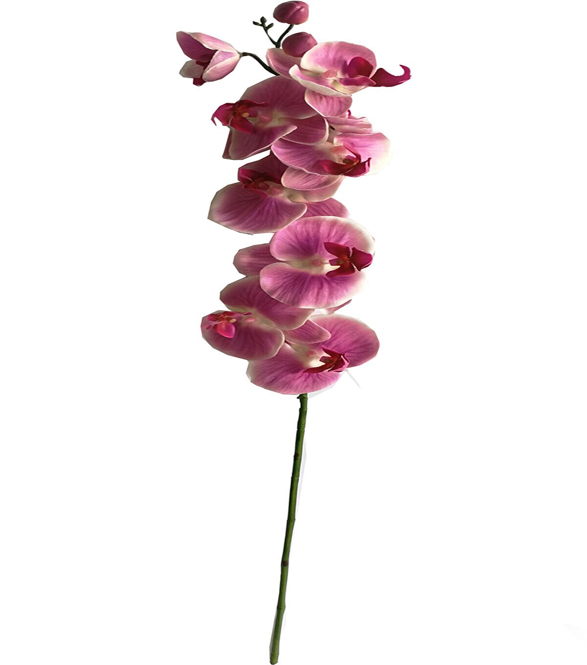 35 Pink Phalaenopsis Stem by Bloom Room