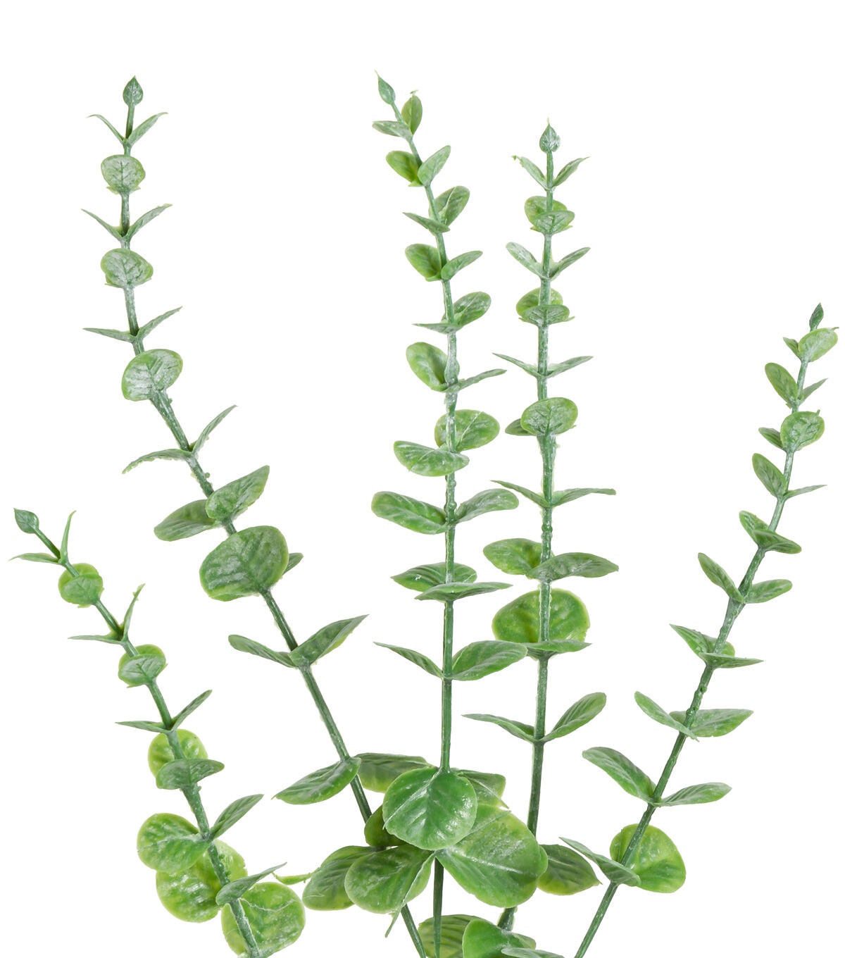 28 Green Eucalyptus Stem by Bloom Room