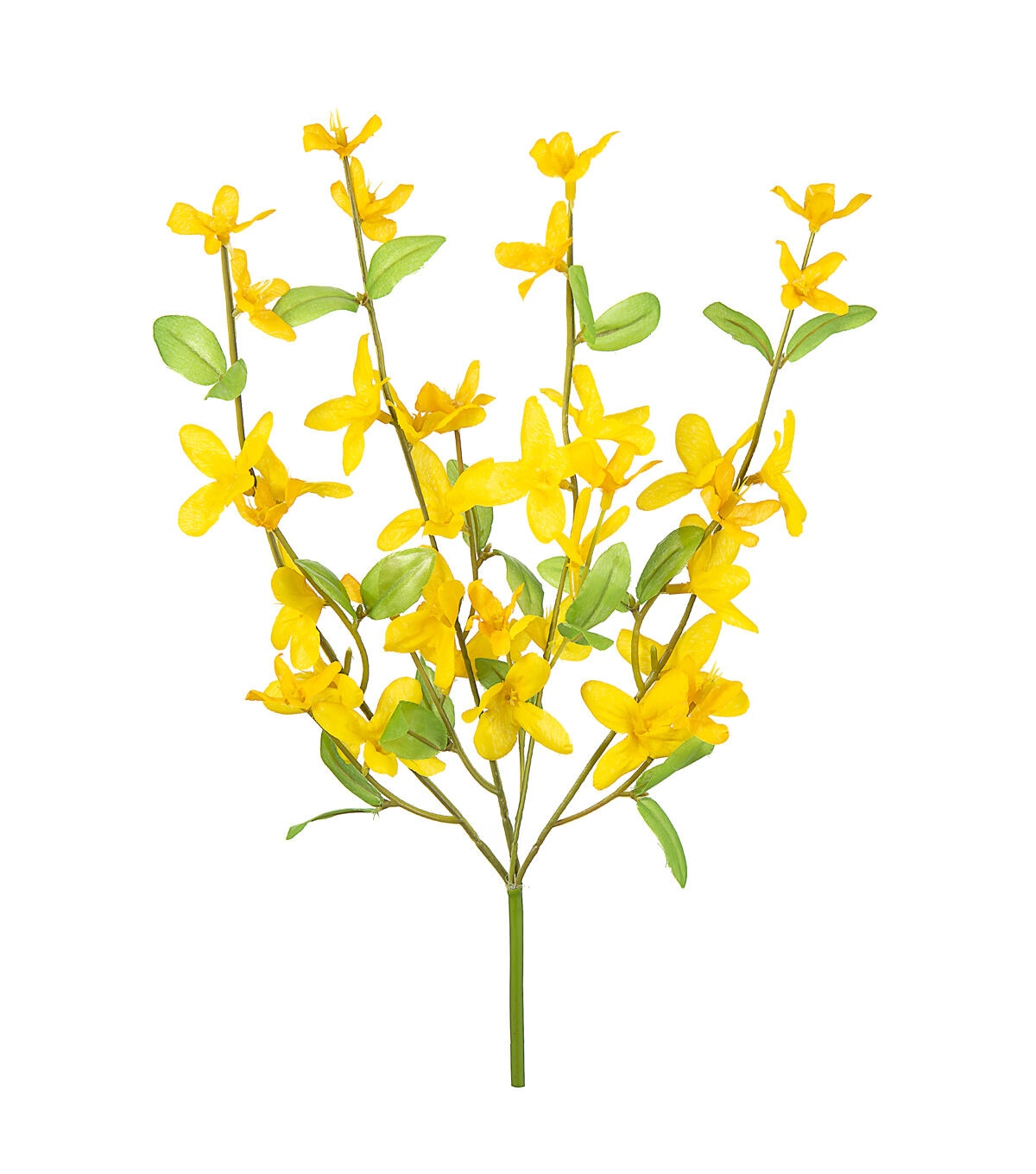 13 Yellow Forsythia Pick by Bloom Room
