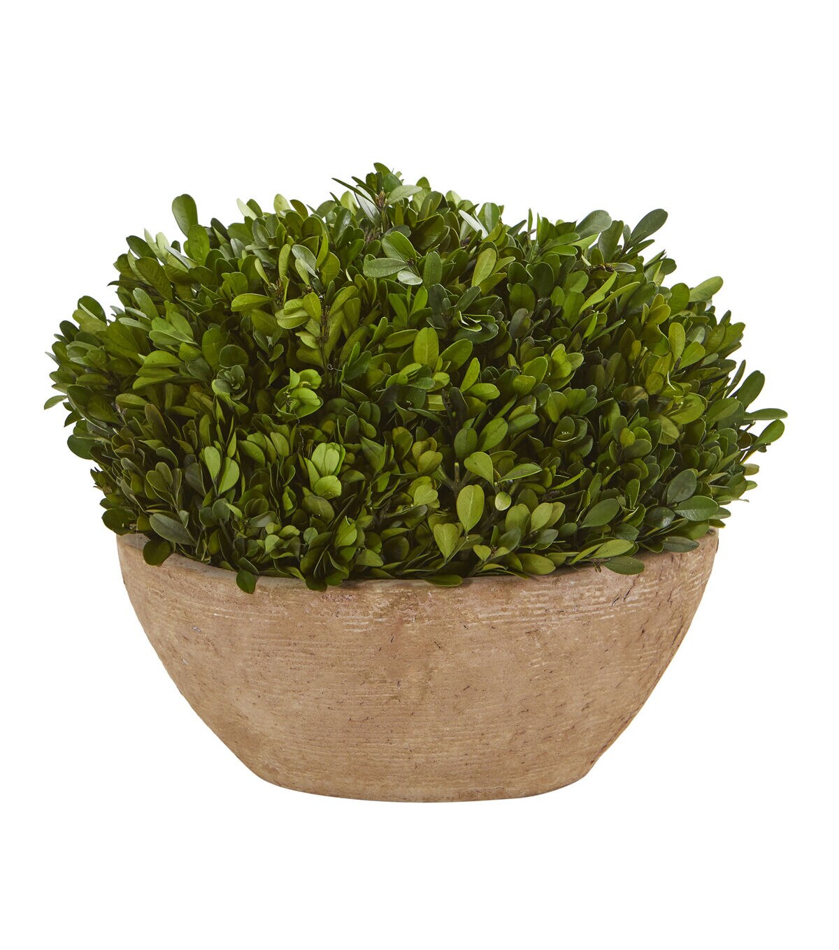 Nearly Natural 12 Boxwood Preserved Plant in Brown Planter
