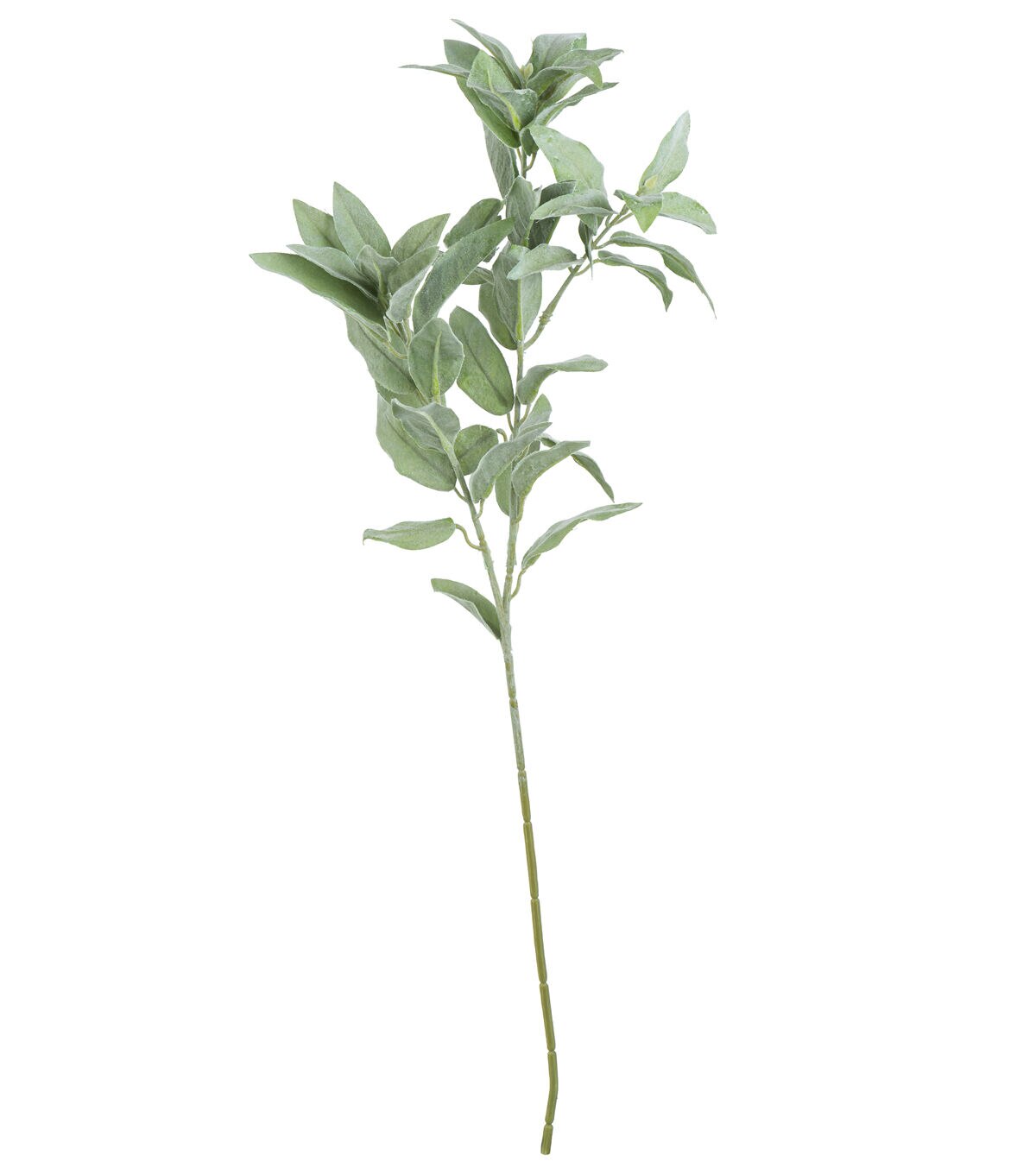 24 Green Dusty Miller Stem by Bloom Room