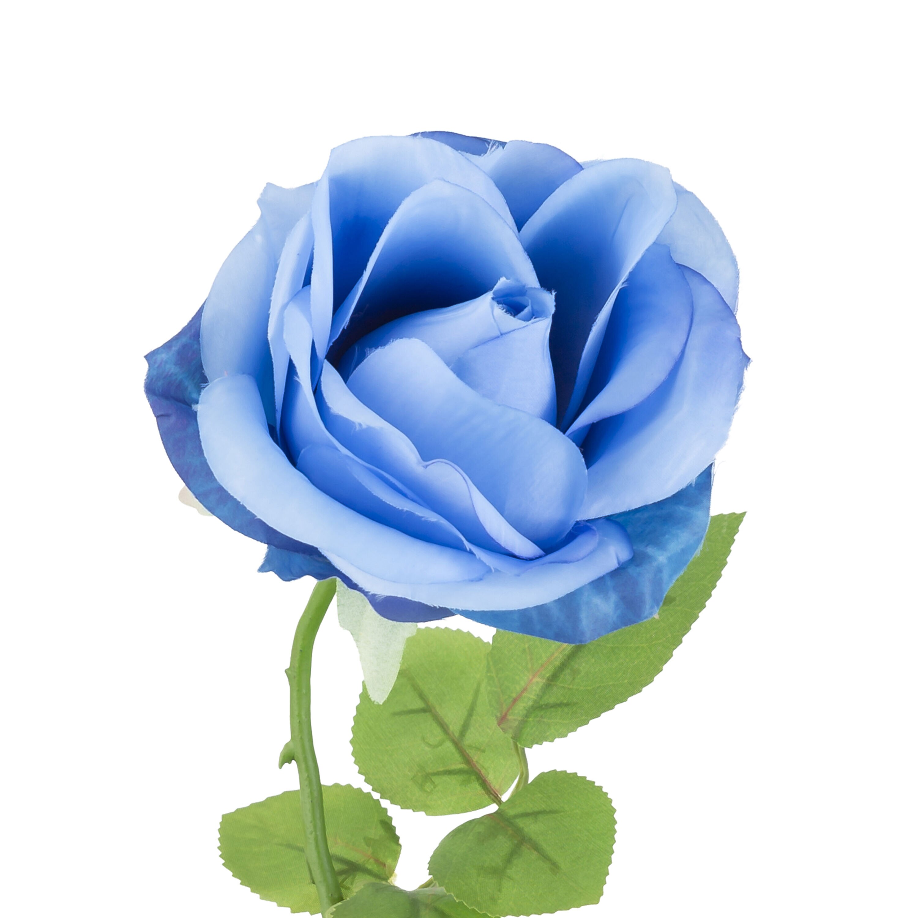 27 Blue Confetti Rose Stem by Bloom Room