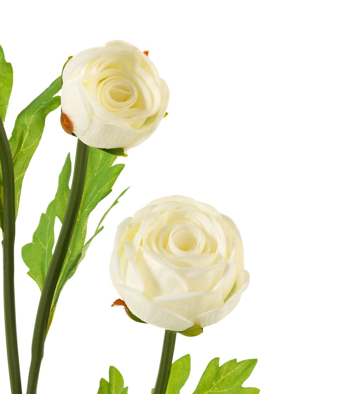 23 White Ranunculus Stem by Bloom Room