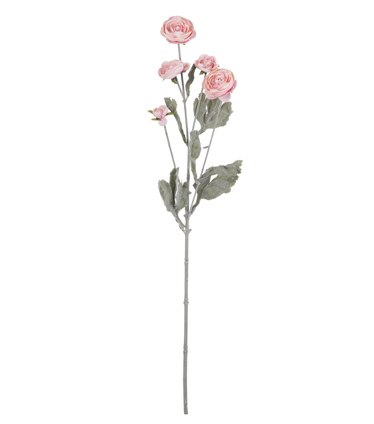 27 Pink Ranunculus Stem by Bloom Room