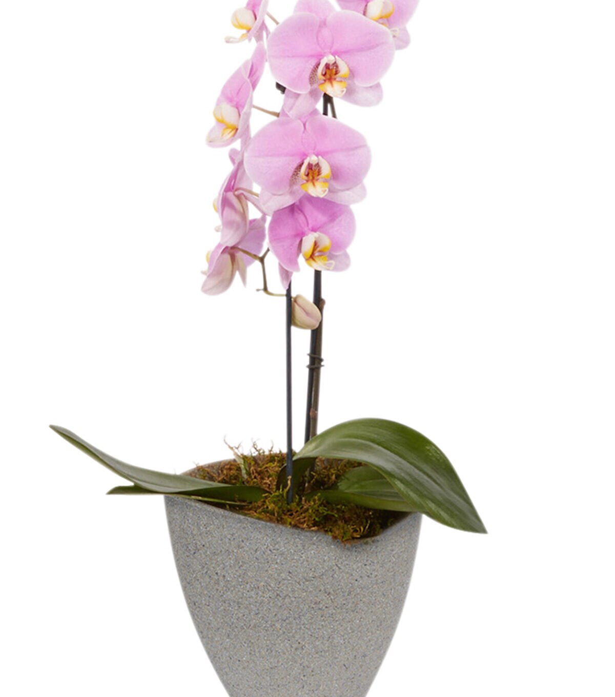 OASIS Ecossentials Designer Ellipse Vase Slate