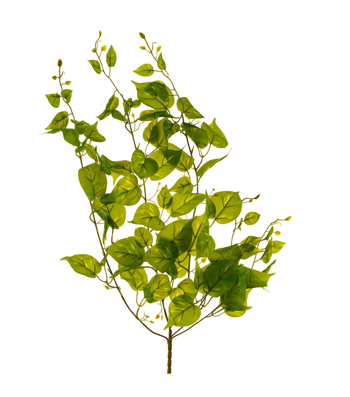 32 Light Green Hanging Persian Ivy Bush by Bloom Room