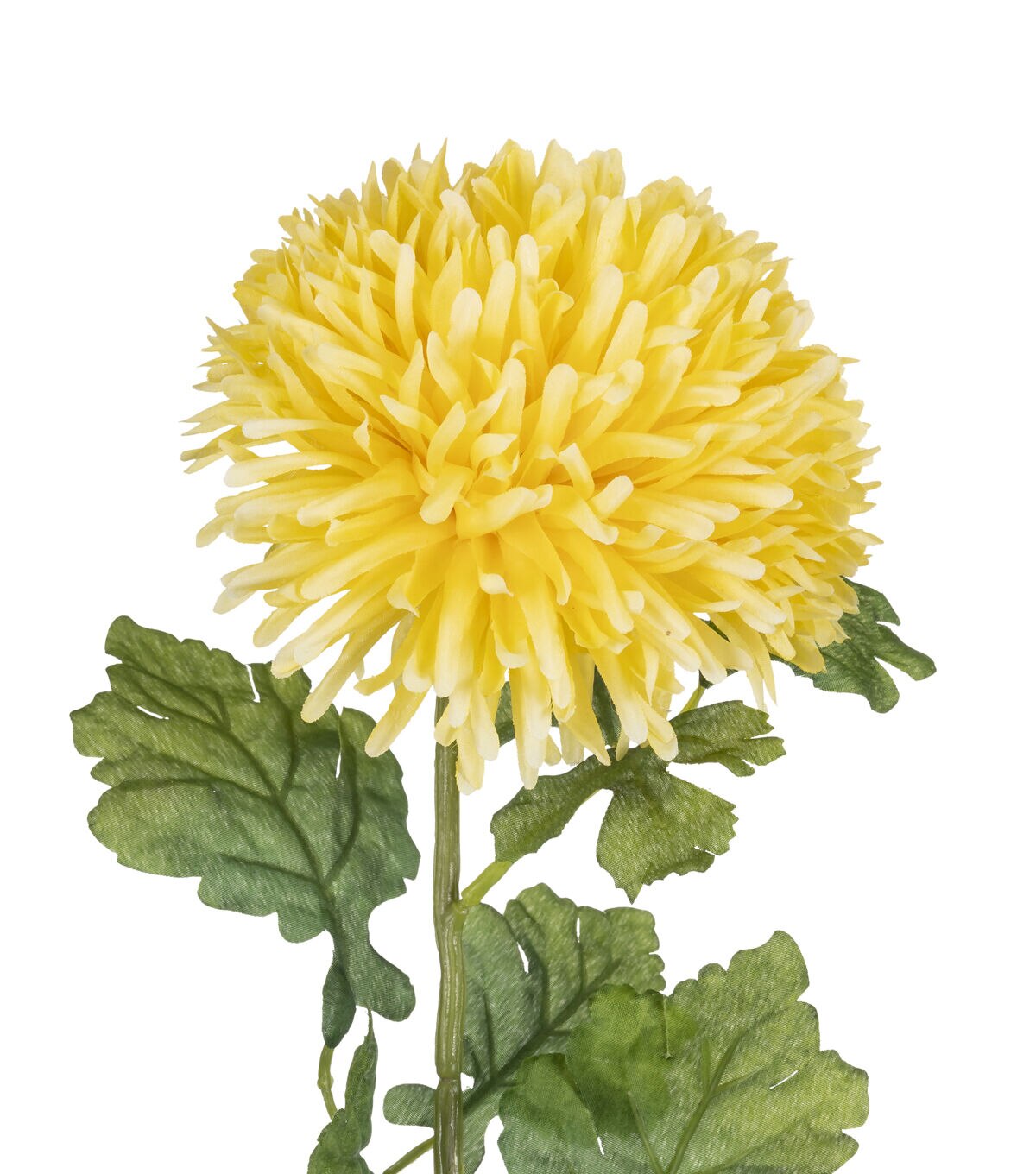 34 Yellow Ball Mum Stem by Bloom Room