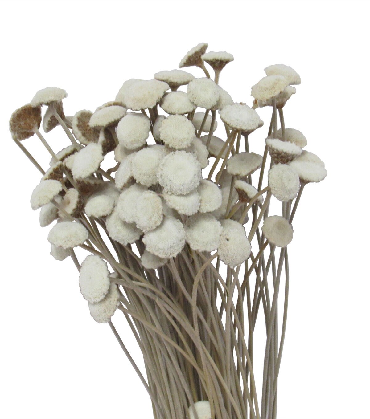 21 Natural Dried Bouquet by Bloom Room