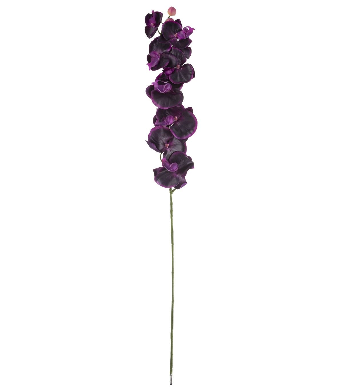 35 Purple Phalaenopsis Stem by Bloom Room