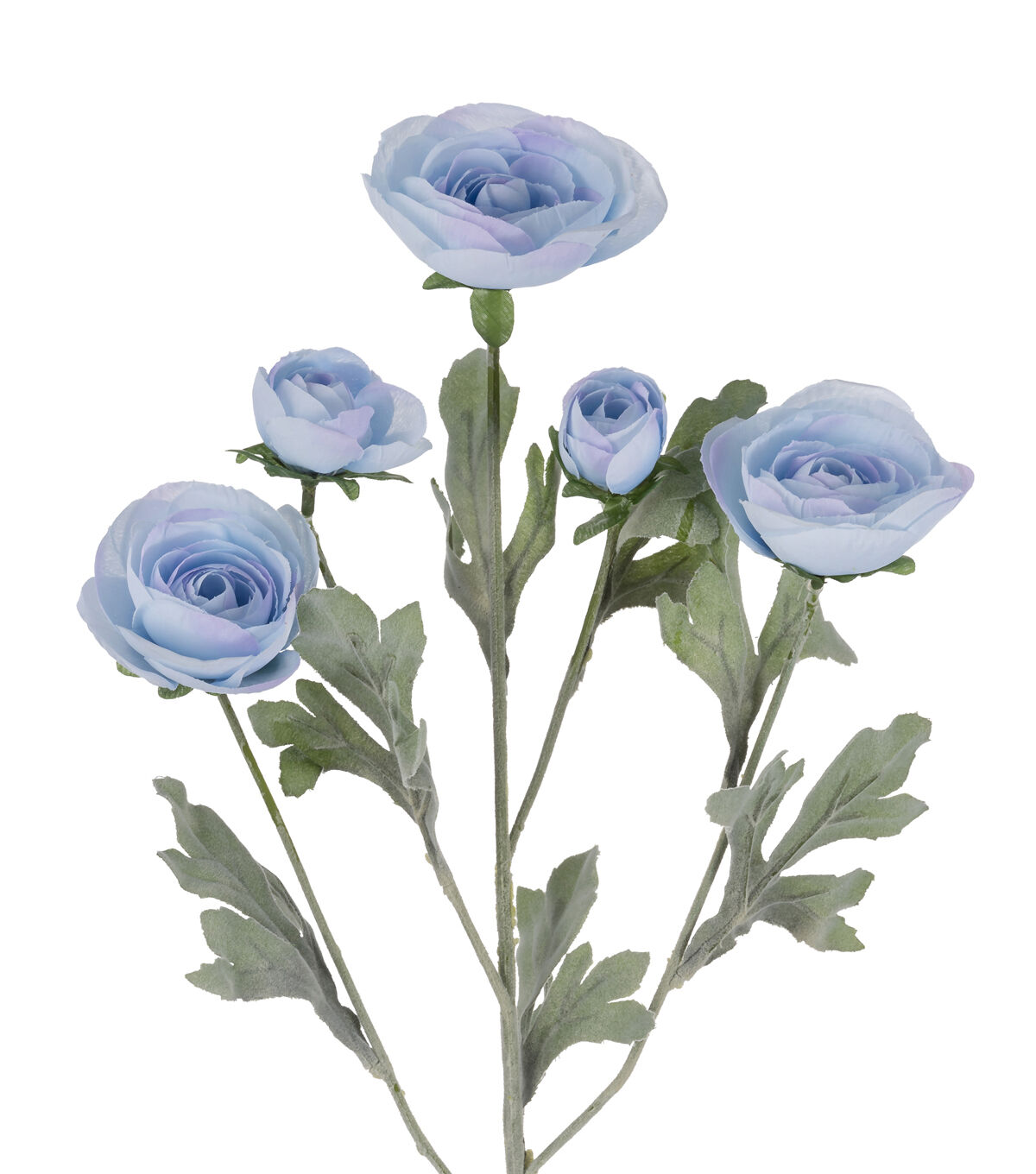 27 Blue Ranunculus Stem by Bloom Room